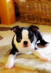Boston Terrier Welpen