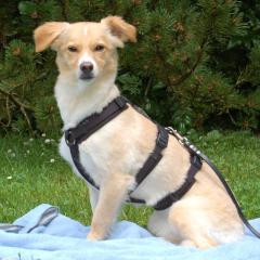 GREATA - weiblich 4 Jahre 44 cm 9 kg Mix Gechipt Kastriert