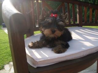 Yorkshire Terrier Welpen VDH/CYT