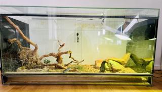 Terrarium mit Halsbandleguan w