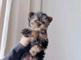 Liebevoller Yorkshire Terrier Steel Blue Welpe