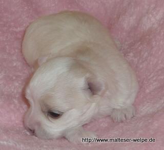 Malteserwelpen