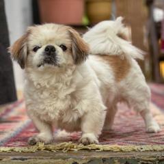 OPI ROCKY - männlich ca. 13 Jahre 20 cm 5. 6 kg Tibet-Spaniel Gechipt Kastriert
