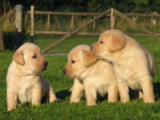 Süße blonde Labrador-Welpen