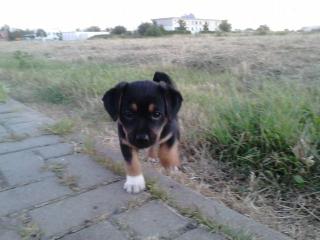 Welpen Suchen ab sofort ein neues zu Hause