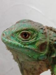 Iguana Iguana grün