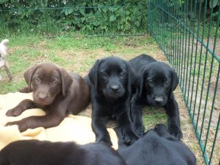 Labrador-Welpen