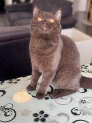 Erfahrener BKH Deckkater Choclate/Brown