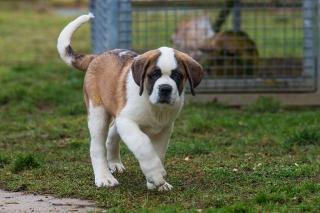 St. Bernhardshund Bernhardiner