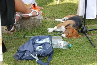 Süßes beagl mädchen sucht zuhause