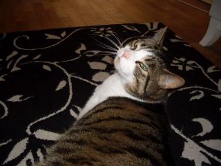 Verschmuste Brüder 8 Jahre suchen ein eues, liebevolles zu Hause.
