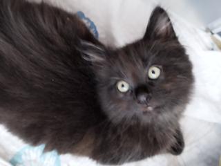 Sibirische Katze Waldkatze Katzen Babys