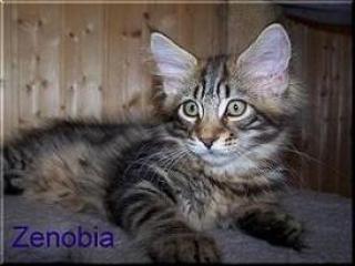 Maine Coon Zaubermaus