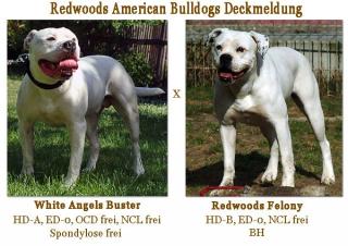American Bulldog Welpen