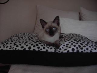 Siam-Thai Katze