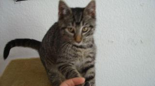Hauskatze Kater zu verschenken plus Zubehör Erfurt