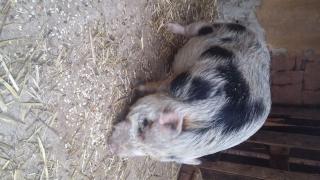 Minischwein Eber sucht dringend neues Zuhause