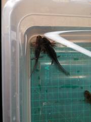 Axolotl Nachwuchs abzugeben