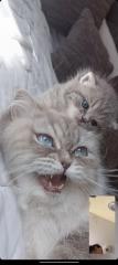 BKH kitten mit blauen Augen