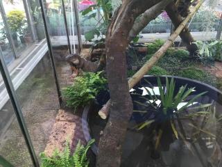 Leguan mit Terrarium an Liebhaber zu verschenken .