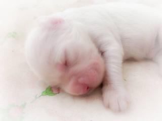 English Setter FCI Welpen