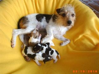 Parson Jack Russel Terrier Welpen