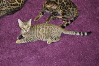 Mix Kater Lezte Kater