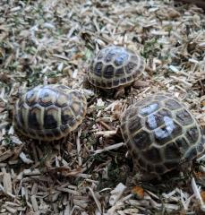 Griechische Landschildkröten