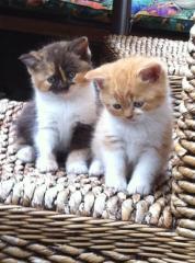 Wunderschöne BKH Kitten abzugeben