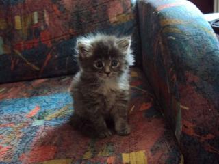 Bildhübsches Maine Coon Kitten in liebevolle Hände abzugeben