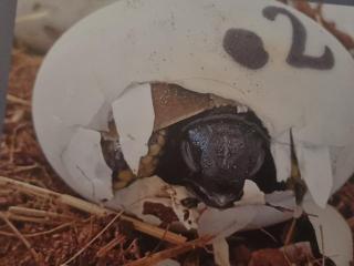 Griechische Landschildkröten