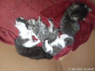 Katzen Babys