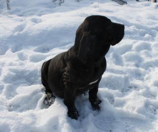 Fila Brasileiro Welpen