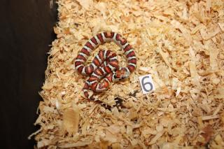 Lampropeltis Leonis Nachzucht 2024
