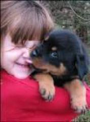 Rottweiler welpen 10 wochen alt