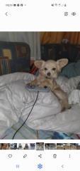 Chihuahua Mix Welpen