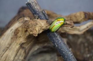 Chlorocala africana camerunica