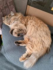 Bella ist eine Perser meine coon Katze