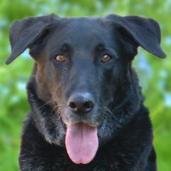 BALDUR - männlich 8 Jahre 63 cm 39. 5 kg Labrador-Schäfer-Mix Gechipt Kastriert