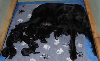 Typvolle Flat Coated Retriever Welpen aus FCI-CHAMPION Verpaarung