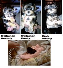 3 kleine Mini yorkshire Chihwawa Mix Welpen