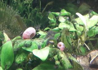 Kleine Posthornschnecke rot, blau, braun Planorbella duryi var. Aquarium Schneck
