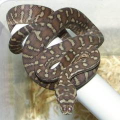 Baumpython. Bredli, kückennatter