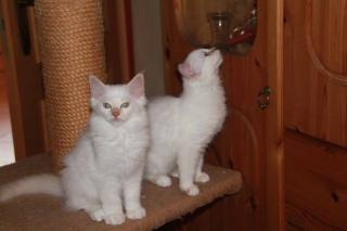 Birma Katzen zu verkaufen