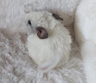 Chinchilla Männchen Silberschecke
