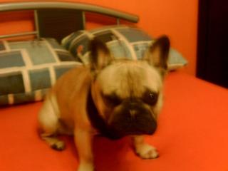 Gebe französische Bulldogge ab