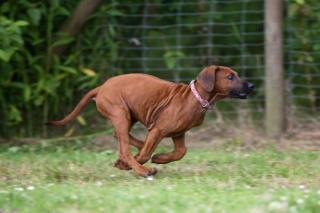 Rhodesian Ridgeback Welpen Echt Afrikaner