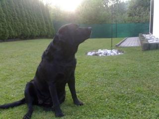 Best erzogerne 100 Liebe Labrador hündin sucht