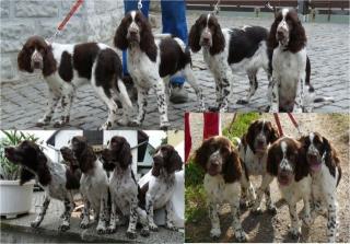 4 Englisch Springer Spaniel Welpen 1/3