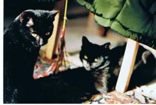 2 schwarze Katzen-Schönheiten suchen neues Heim mit Garten.